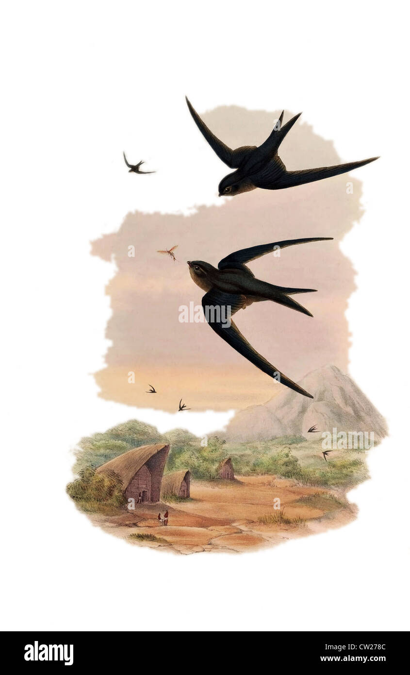 Illustrazione di Sclater's Palm-Swift (Cypselus infumatus) Foto Stock
