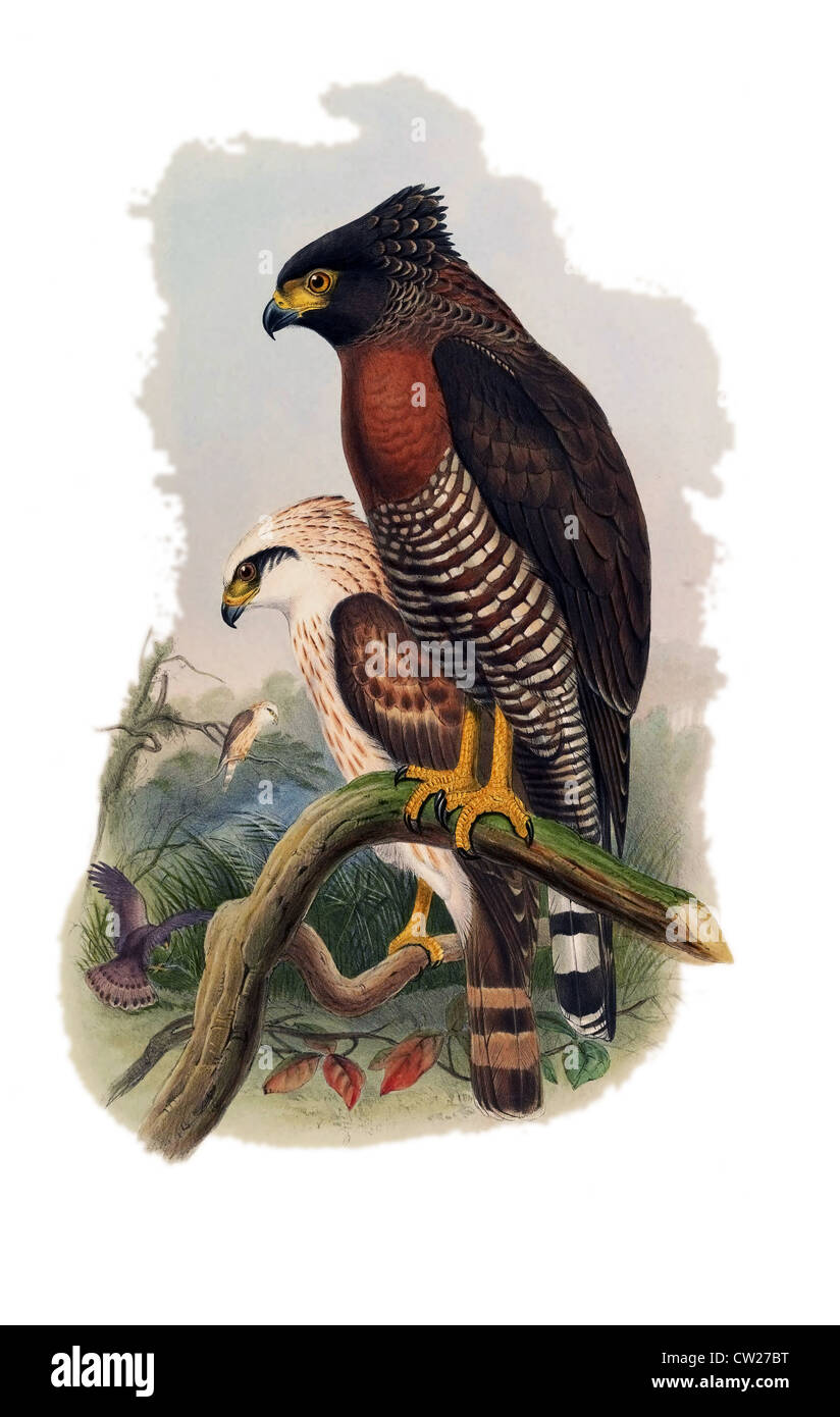 Il Sulawesi serpente Eagle, maschio e femmina (Spilornis rufipectus), un uccello da preda endemica di Indonesia, illustrato da John Gould Foto Stock