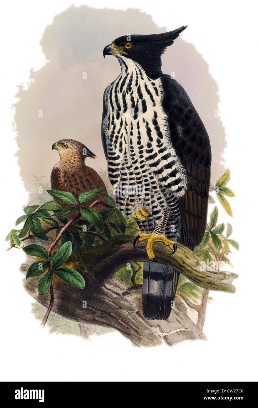 La Blyth's Hawk-Eagle, Nisaetus alboniger (Spizaetus) da John Gould. Le razze in Malesia, Singapore, Sumatra, Borneo. Foto Stock