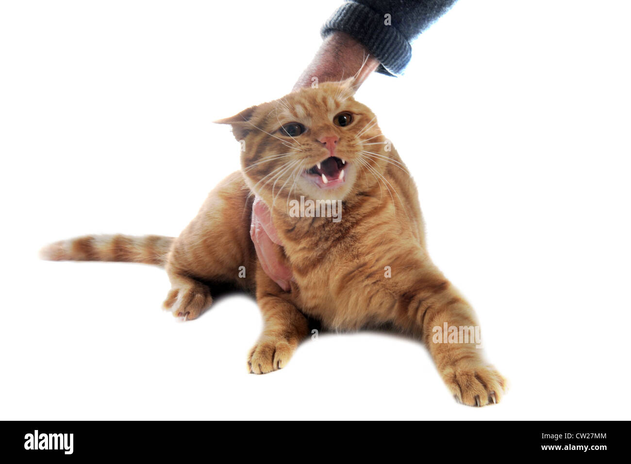 Lo zenzero cat aggressivo e mano davanti a uno sfondo bianco Foto Stock