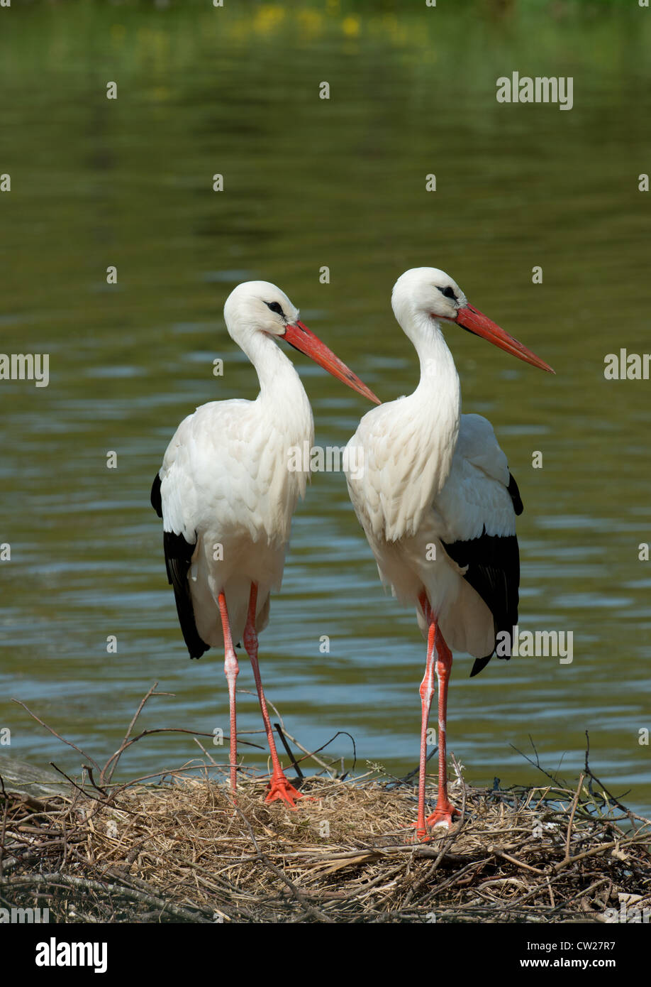 Coppia di cicogne bianche Ciconia ciconia in piedi sul nido. Francia Foto Stock