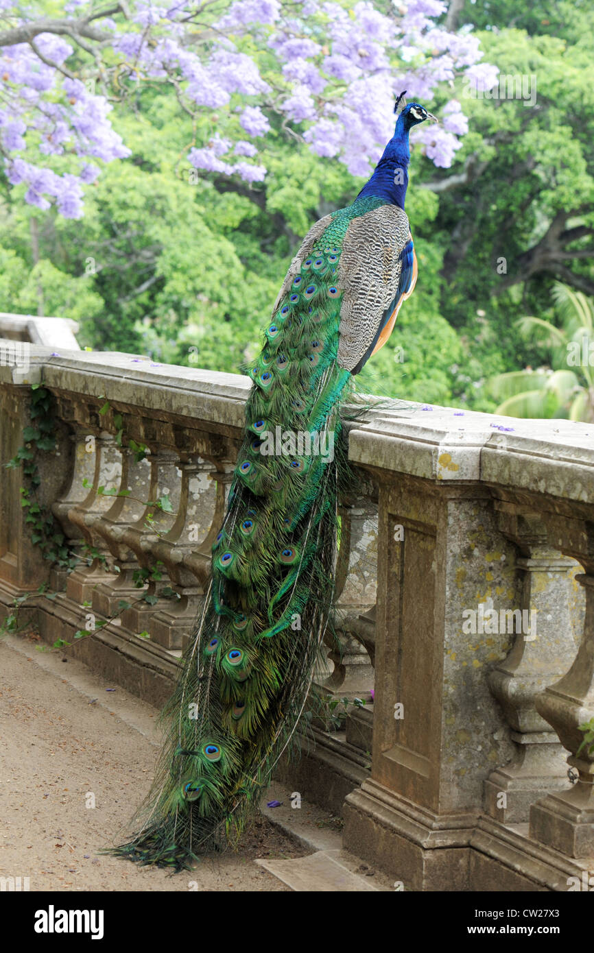 Peacock in un recinto con blue tree in background Foto Stock
