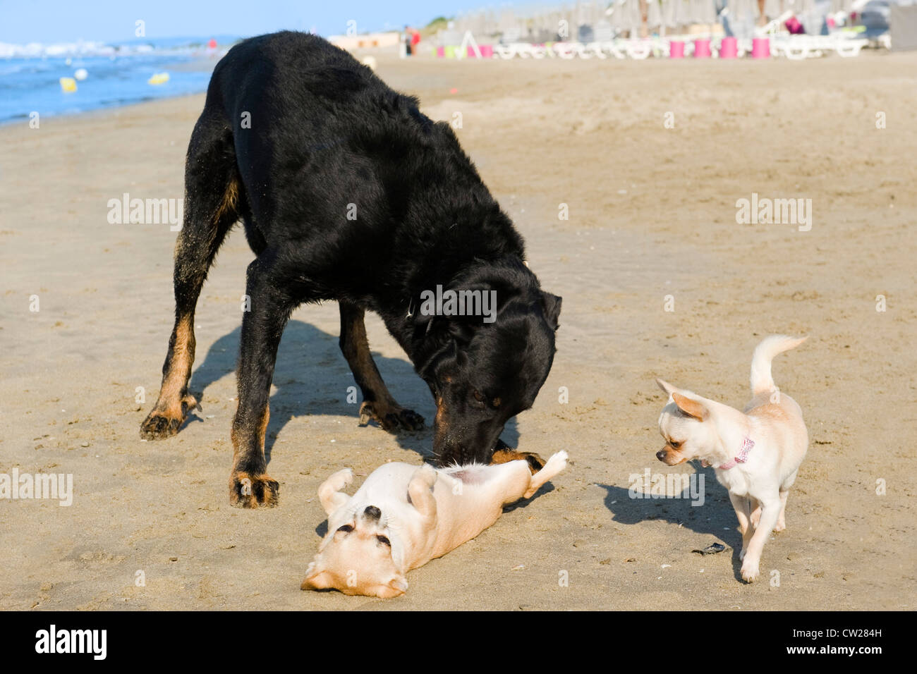 Ritratto di un simpatico chihuahuas di razza e pastore francese sulla spiaggia Foto Stock