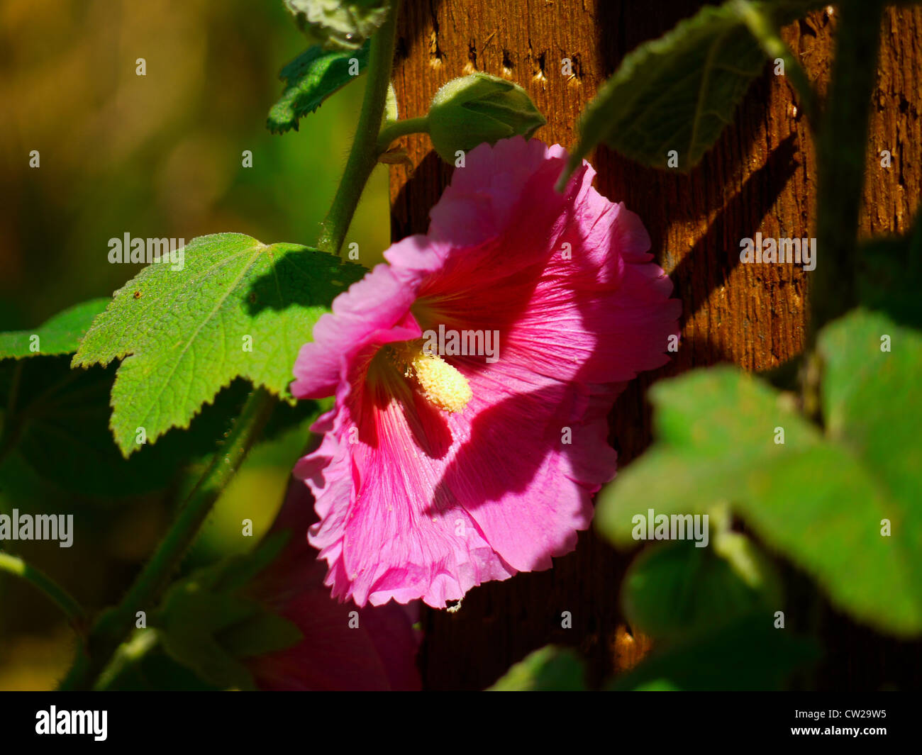 Rosa scuro (hollyhock marshmallow fiore) fiore appoggiata contro il montante Foto Stock