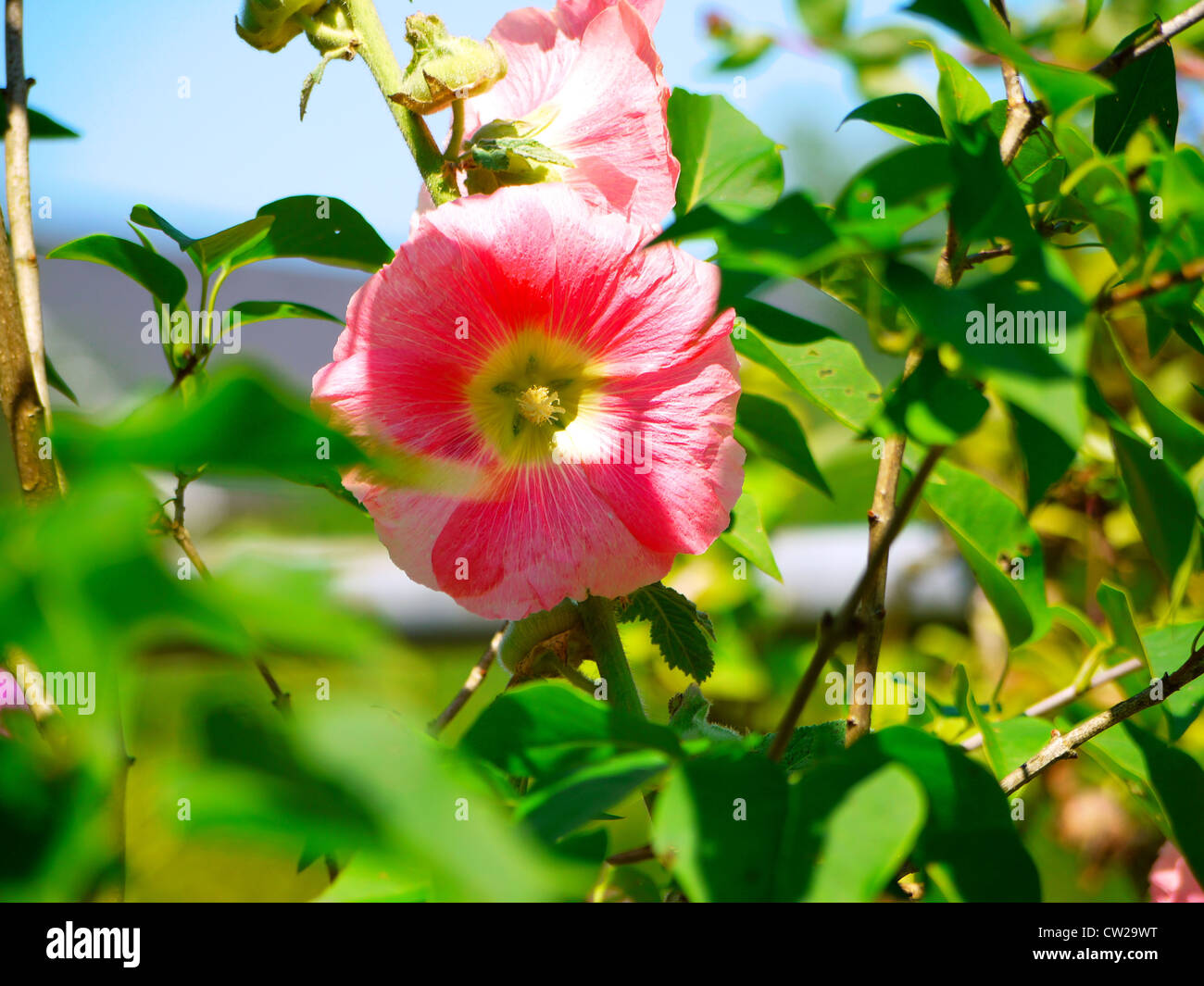 Hollyhock variegato con petali di rosa Foto Stock