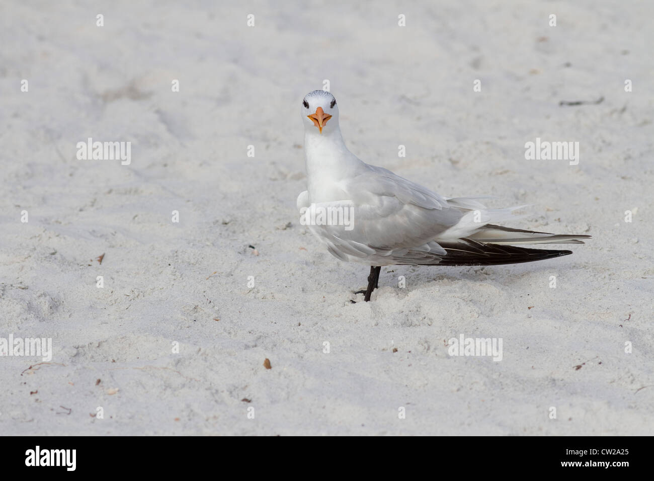 Royal Tern in Clearwater Florida Foto Stock