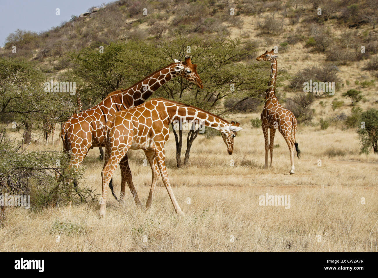 Le giraffe reticolate di strozzatura e alimentazione, Samburu, Kenya Foto Stock