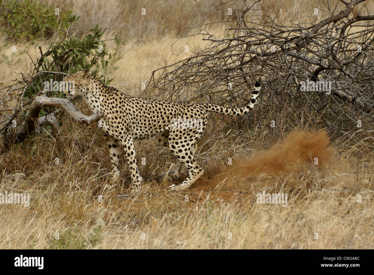 Cheetah maschio territorio di marcatura, Samburu, Kenya Foto Stock