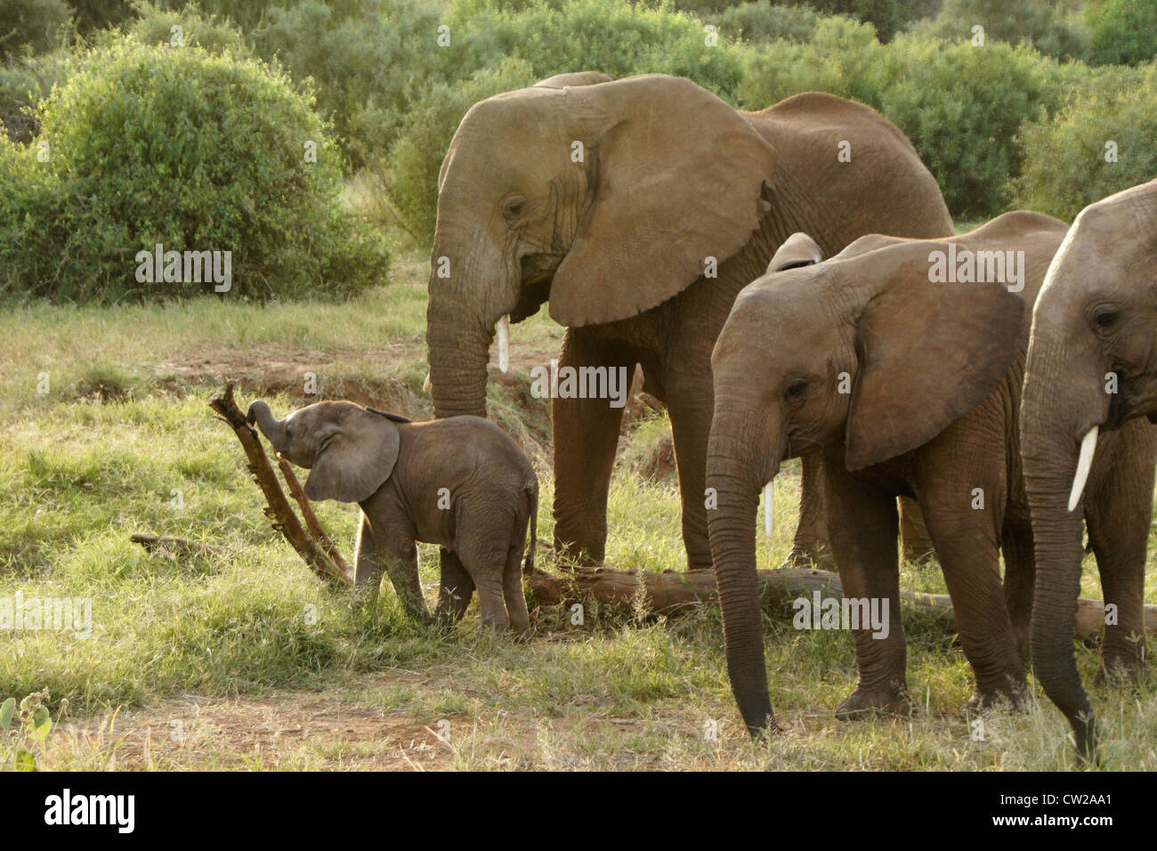 Elefante riproduzione di vitello con bastone, Samburu, Kenya Foto Stock