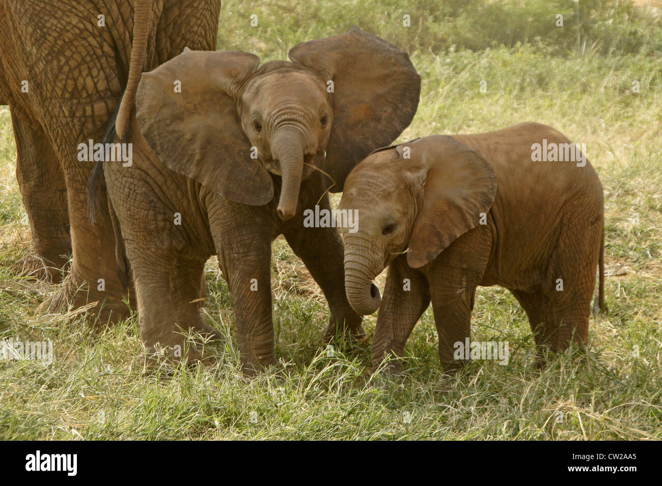 Elephant vitelli giocando, Samburu, Kenya Foto Stock