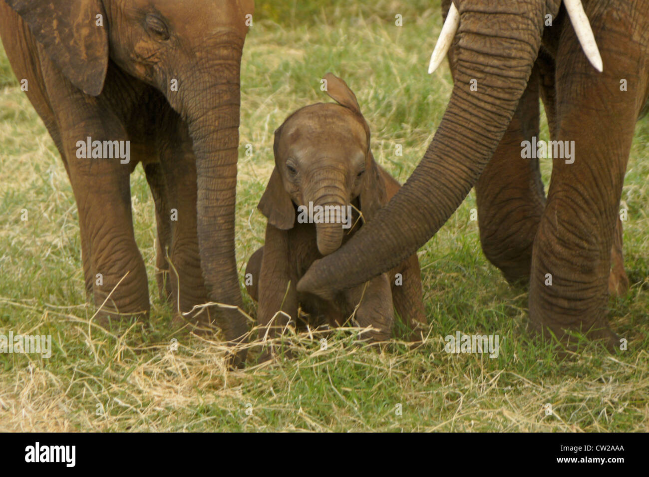 Madre elefante e i gemelli ad aiutare il bambino che è caduto in un buco, Samburu, Kenya Foto Stock