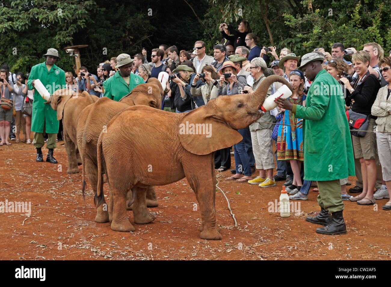 Custodi di dare latte per orfano gli elefanti come i visitatori a guardare, Nairobi, Kenia Foto Stock