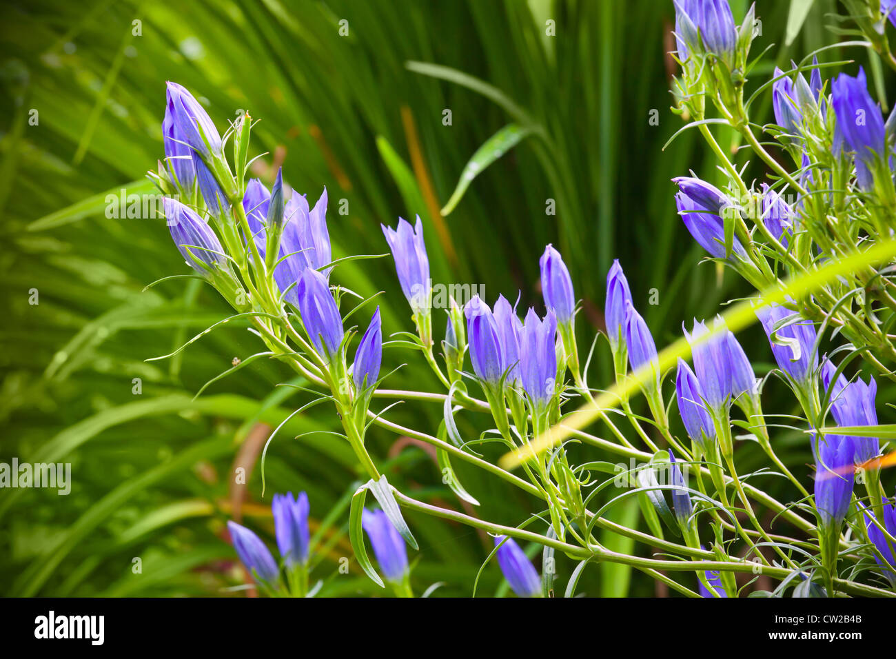 Natura sfondo giardino, boccioli di fiori bluebell Foto Stock