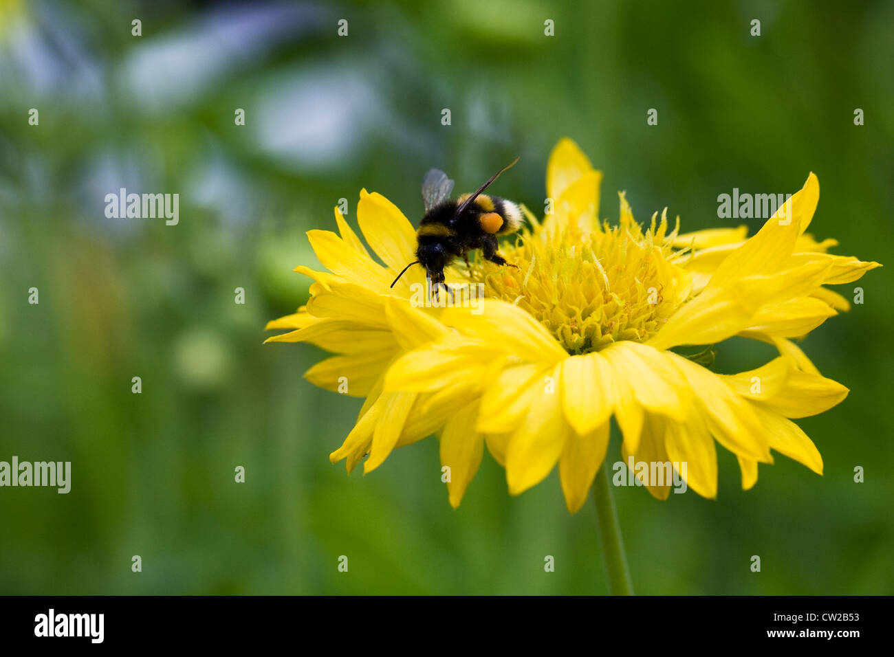 Bombus terrestris alimentazione su Coreopsis grandiflora. Foto Stock