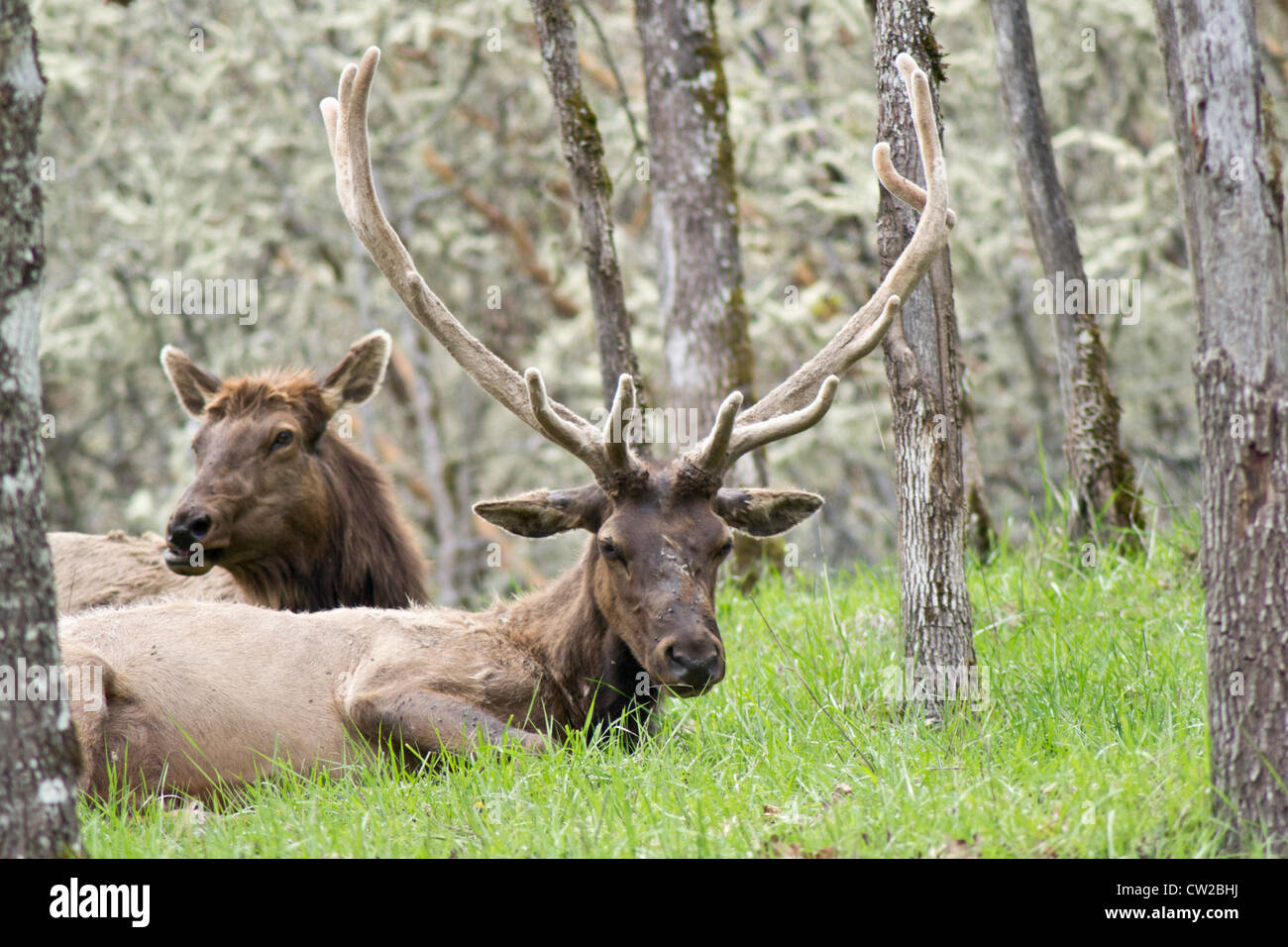 Due Roosevelt Elk appoggiata Foto Stock