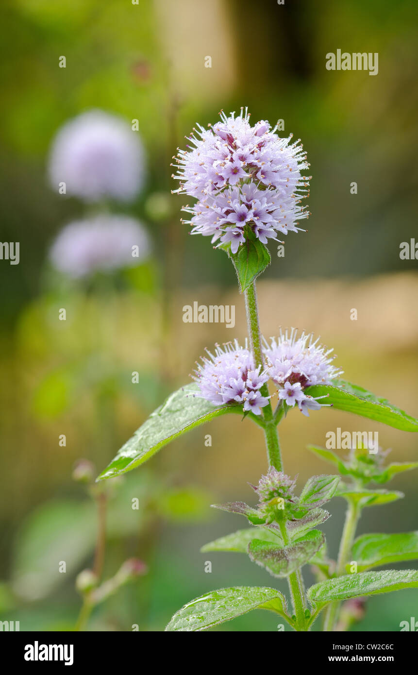 Delicato di fiori selvatici acqua di menta di piante che crescono in zone umide accanto al confine del fiume stream Foto Stock