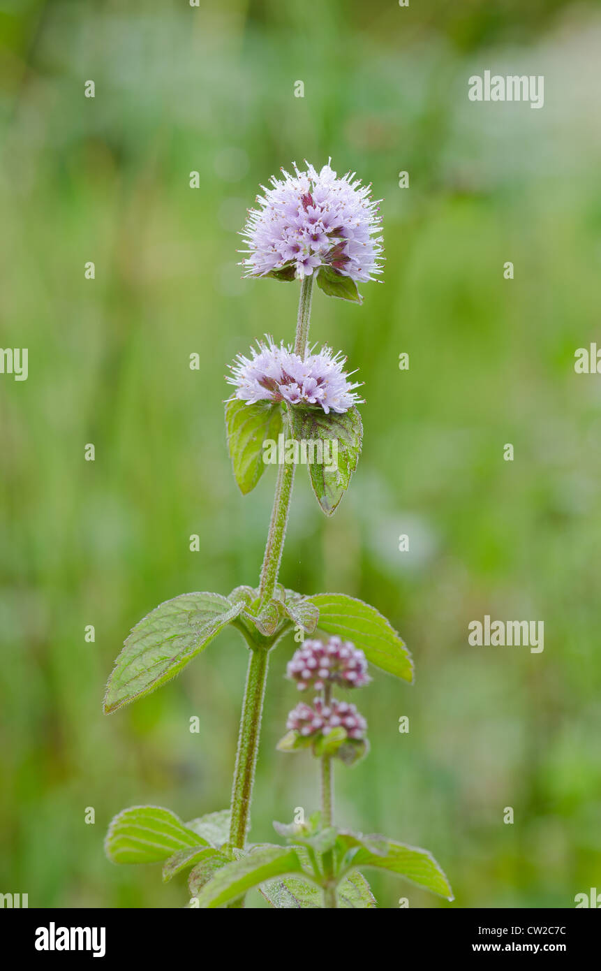 Delicato di fiori selvatici acqua di menta di piante che crescono in zone umide accanto al confine del fiume stream Foto Stock