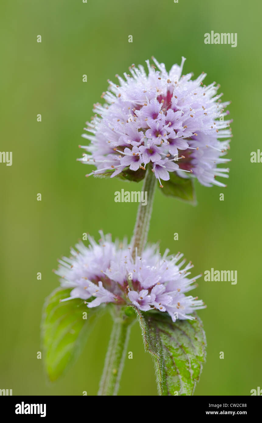Delicato di fiori selvatici acqua di menta di piante che crescono in zone umide accanto al confine del fiume stream Foto Stock