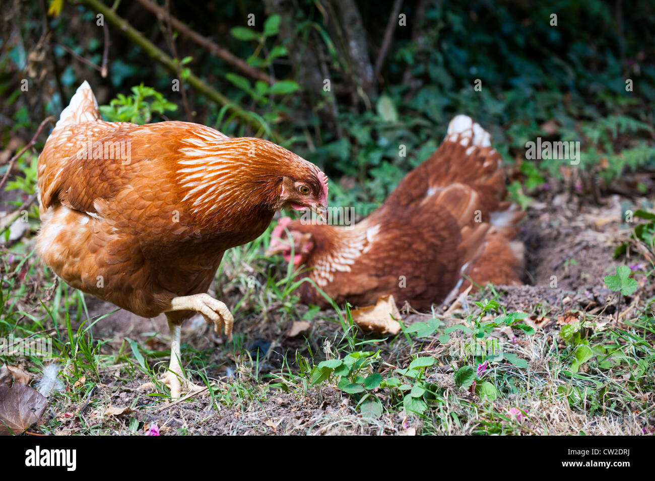 Polli in un giardino Shropshire, Inghilterra Foto Stock