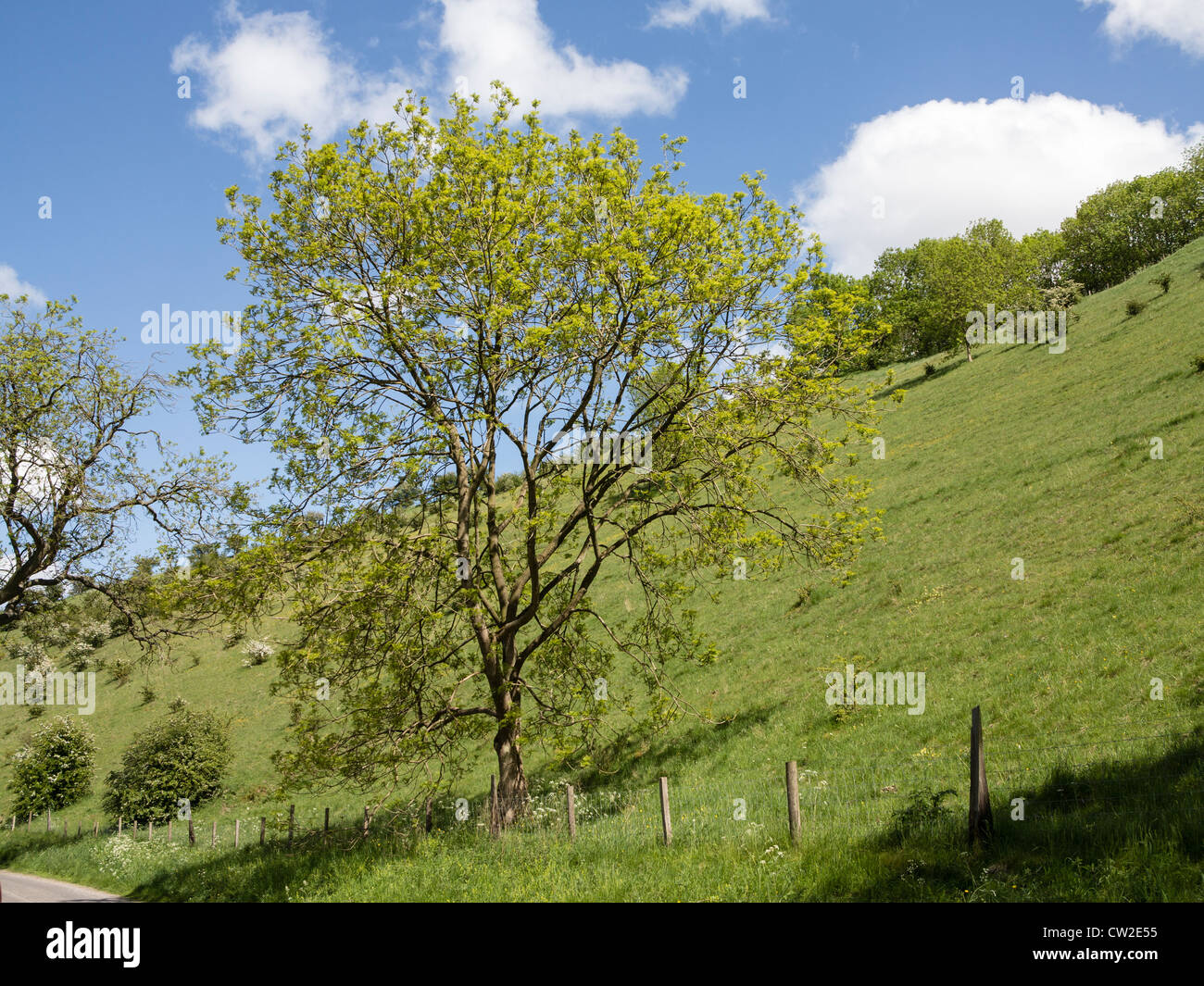 Il frassino provenienti in foglia nella valle secca sul gesso dello Yorkshire Wolds REGNO UNITO Foto Stock