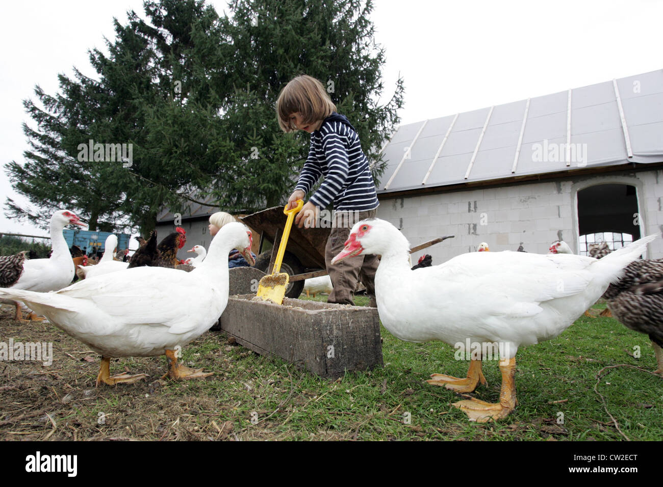 Villaggio splendente, bambini alimentazione di polli e anatre in azienda Foto Stock