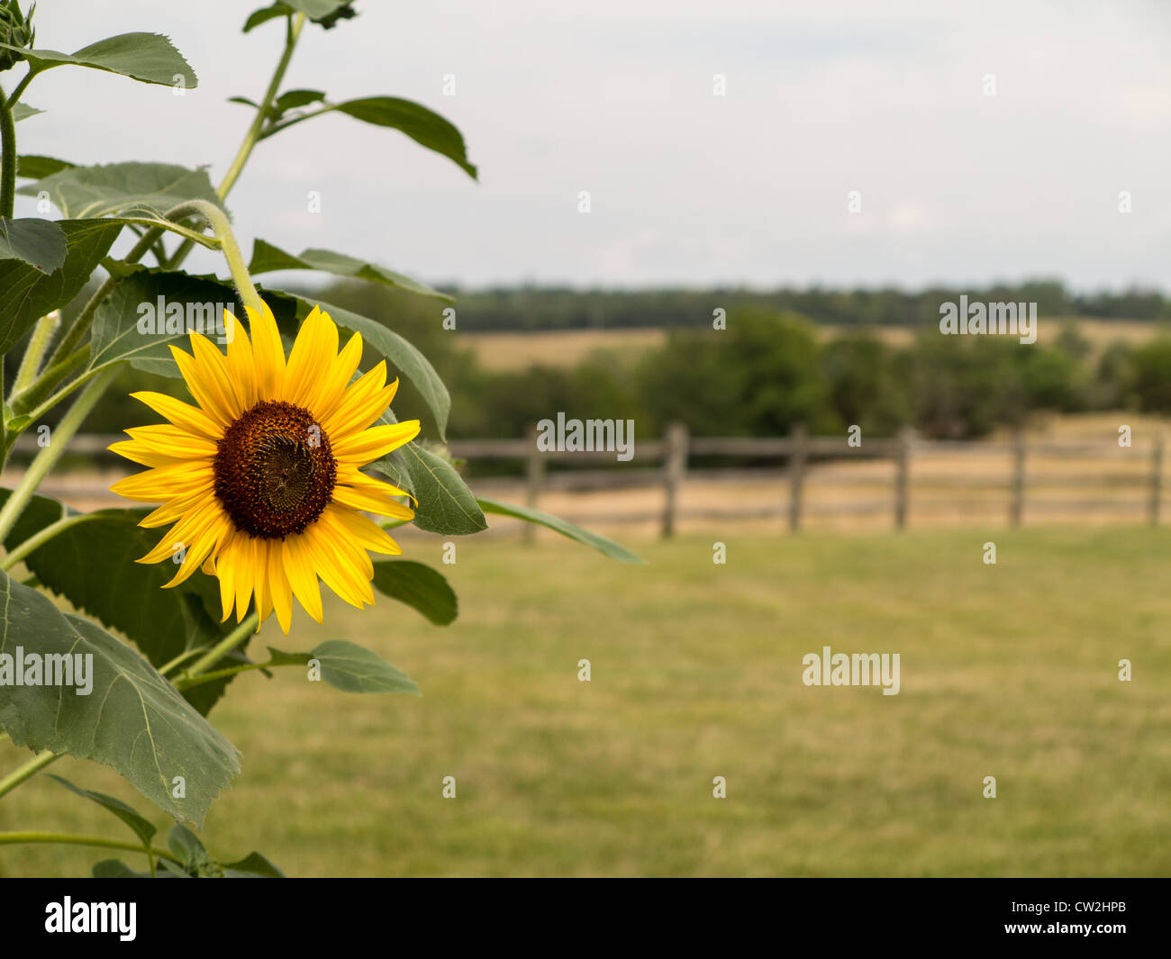 Close up sun flower con una scena rurale di prati e di recinzione in background Foto Stock