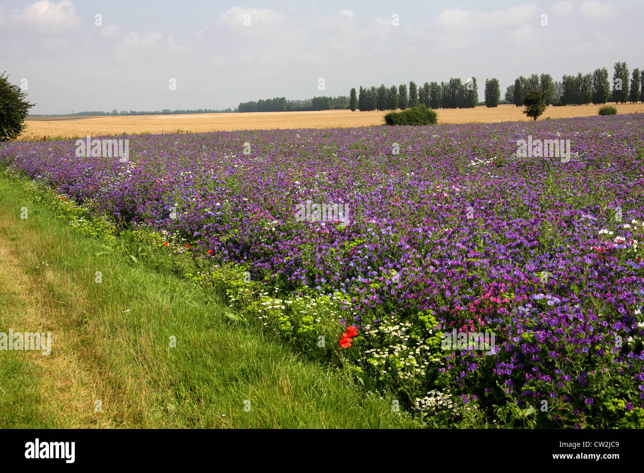 Un campo di Viper dell piante Bugloss nel Kent. Una coltura cresciuta per olio di echium, che viene utilizzato in preparazioni cosmetiche. Foto Stock
