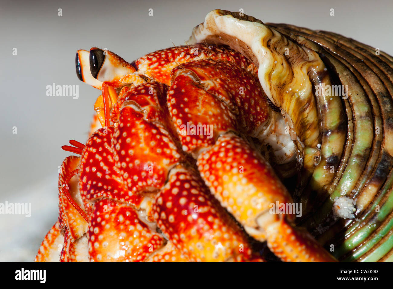 Il Granchio eremita (Anomura spp). Proteggere se stessi utilizzando il vuoto di conchiglie di molluschi.Seychelles. Foto Stock
