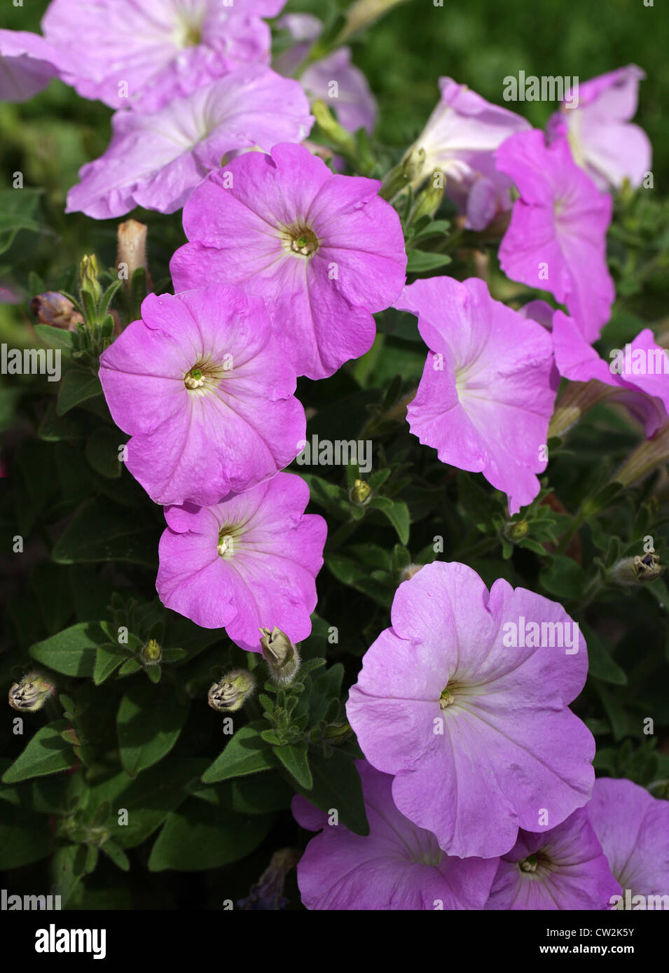 Ibrido F1 nelle petunie, × Petunia hybrida, solanacee. Origine del giardino. Foto Stock
