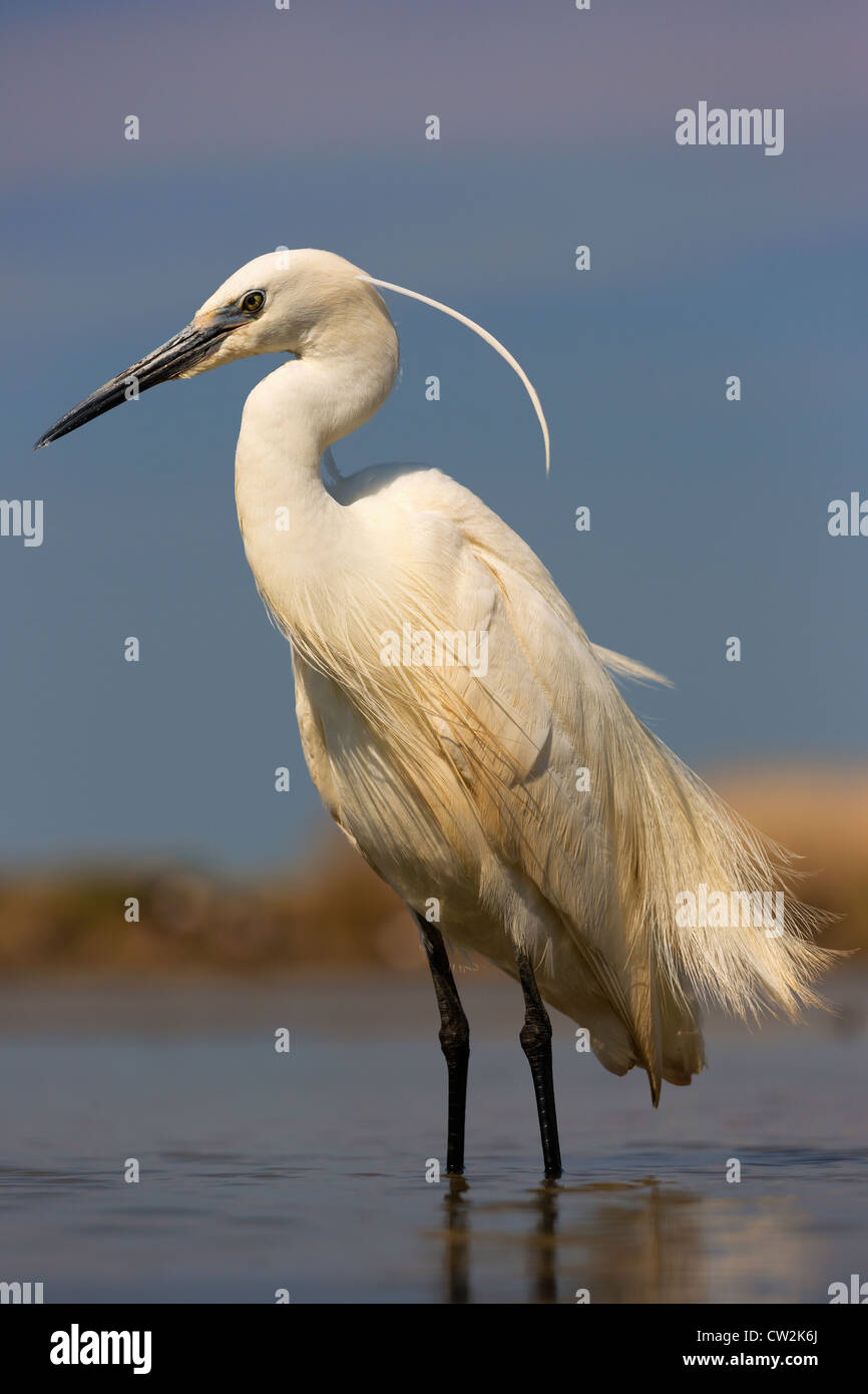 Garzetta (Egretta garzetta).La fame Foto Stock