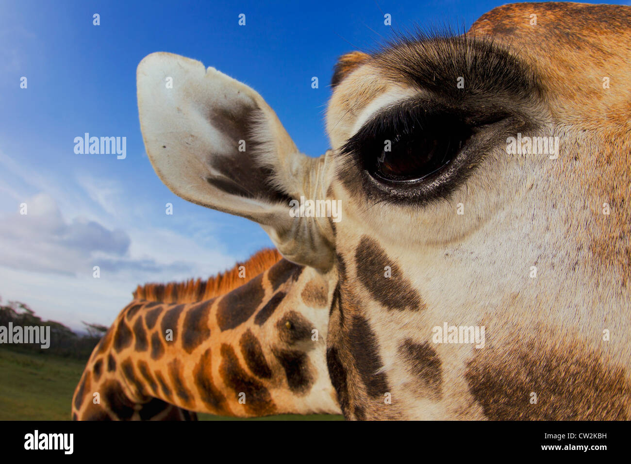 Close-up di Giraffa Rothschild (Giraffa camelopardalis rothschildi) l'occhio. Foto Stock