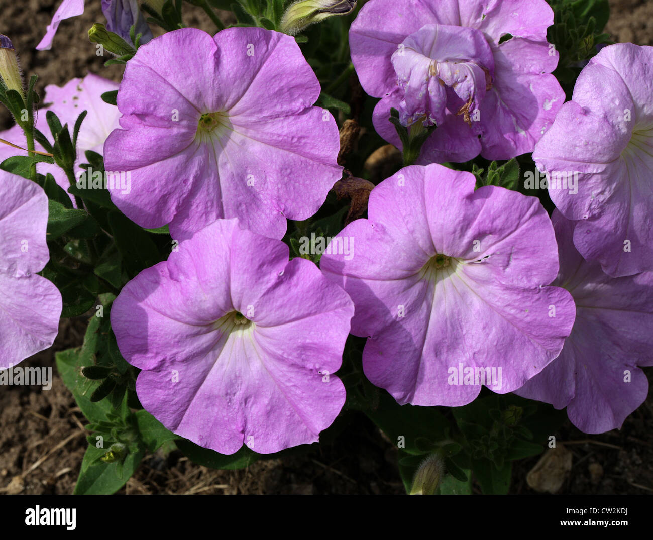 Ibrido F1 nelle petunie, × Petunia hybrida, solanacee. Origine del giardino. Foto Stock