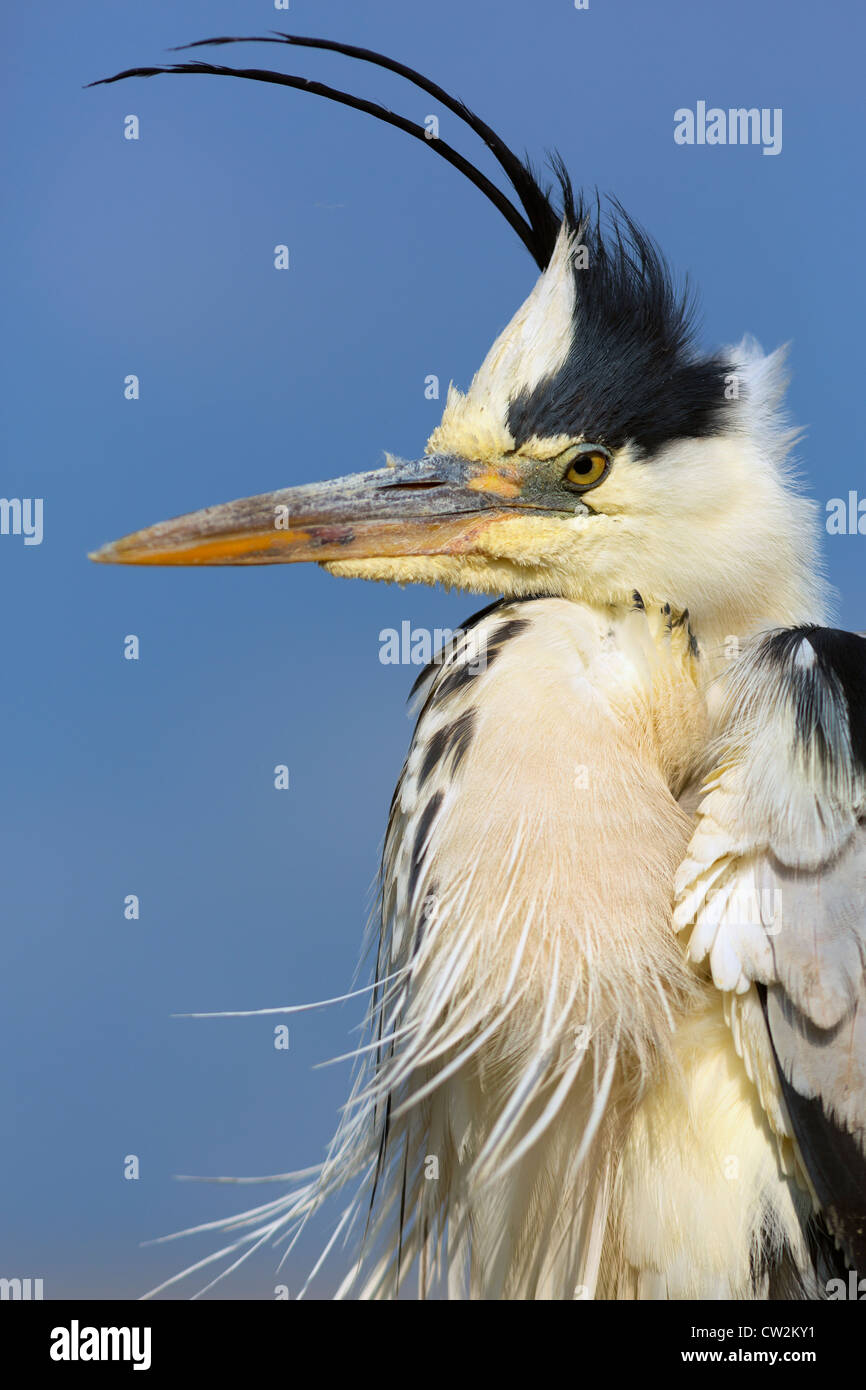 Airone cinerino (Ardea cinerea)fame Foto Stock