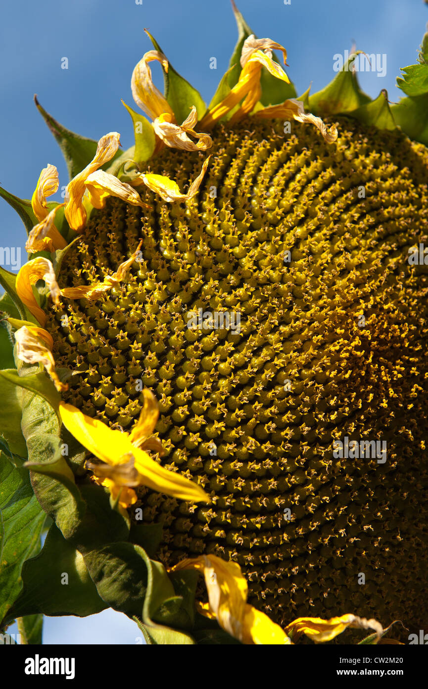 La mattina presto del sole campo di girasoli pieno fiore fiore UK con un luminoso cielo blu la forte luce solare Foto Stock