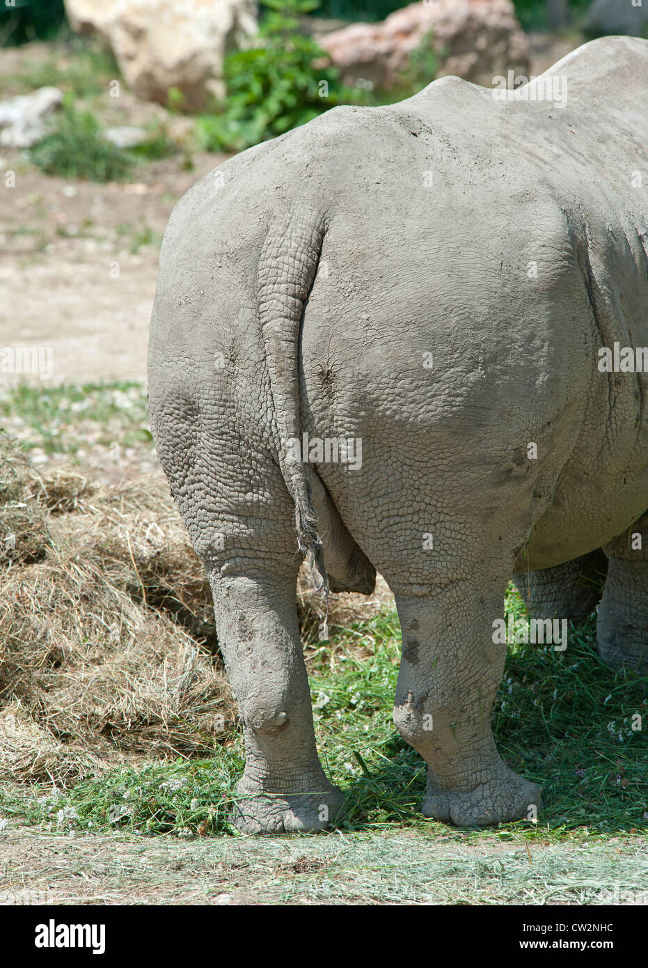 Estremità posteriore di un rinoceronte bianco Foto Stock