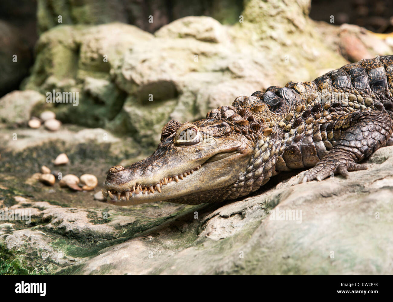 Close up di un coccodrillo Caimano (genere) Foto Stock