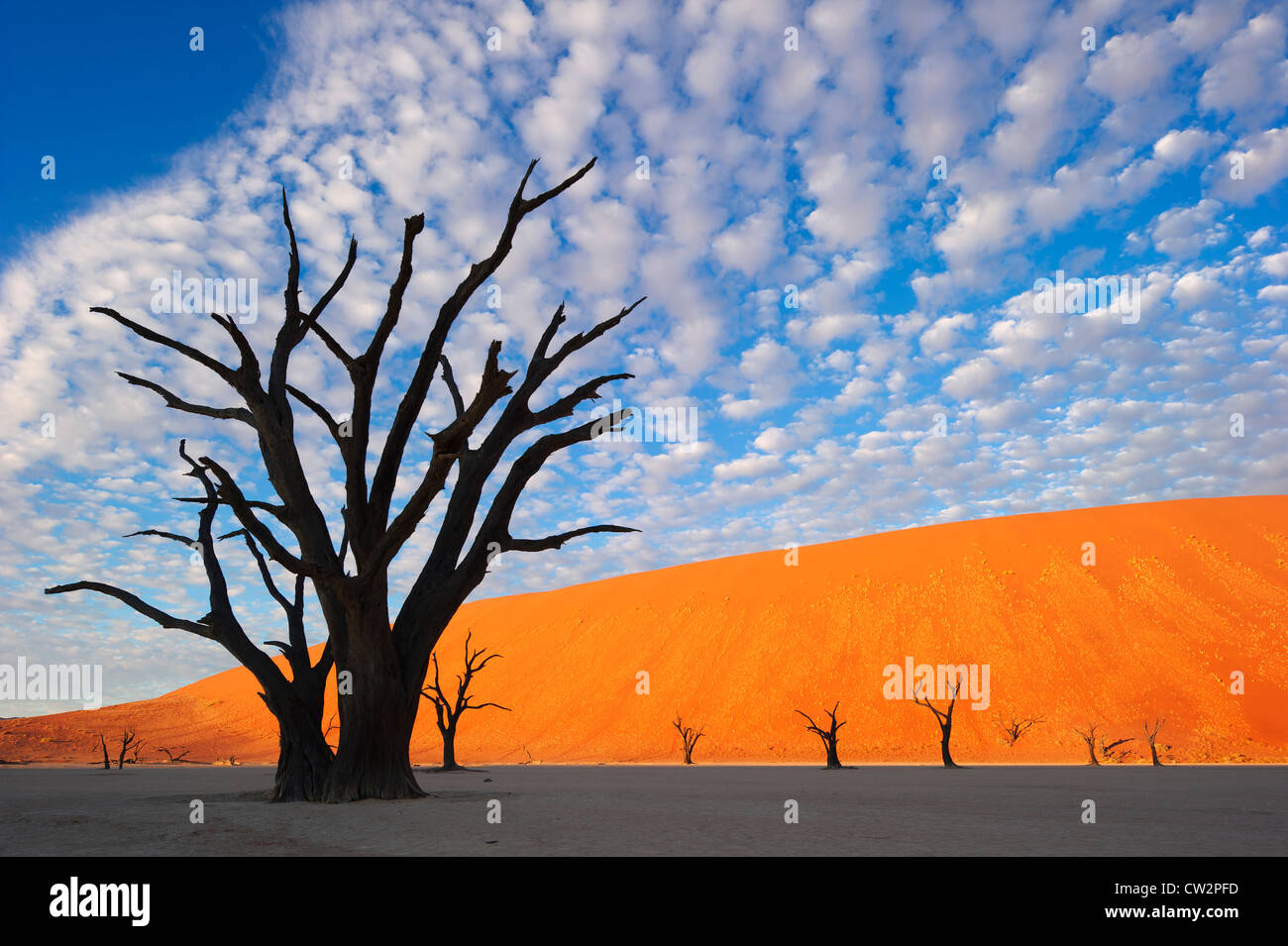 Salina. Dead Vlei.Namibia Foto Stock