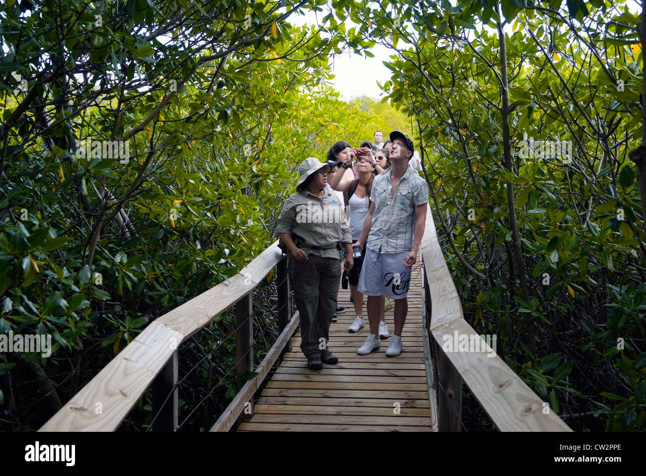 LAS cabezas de san juan RISERVA NATURALE (El Faro) a Fajardo - gestito dalla conservazione fiducia di Puerto Rico. Mangrovie rosso Foto Stock