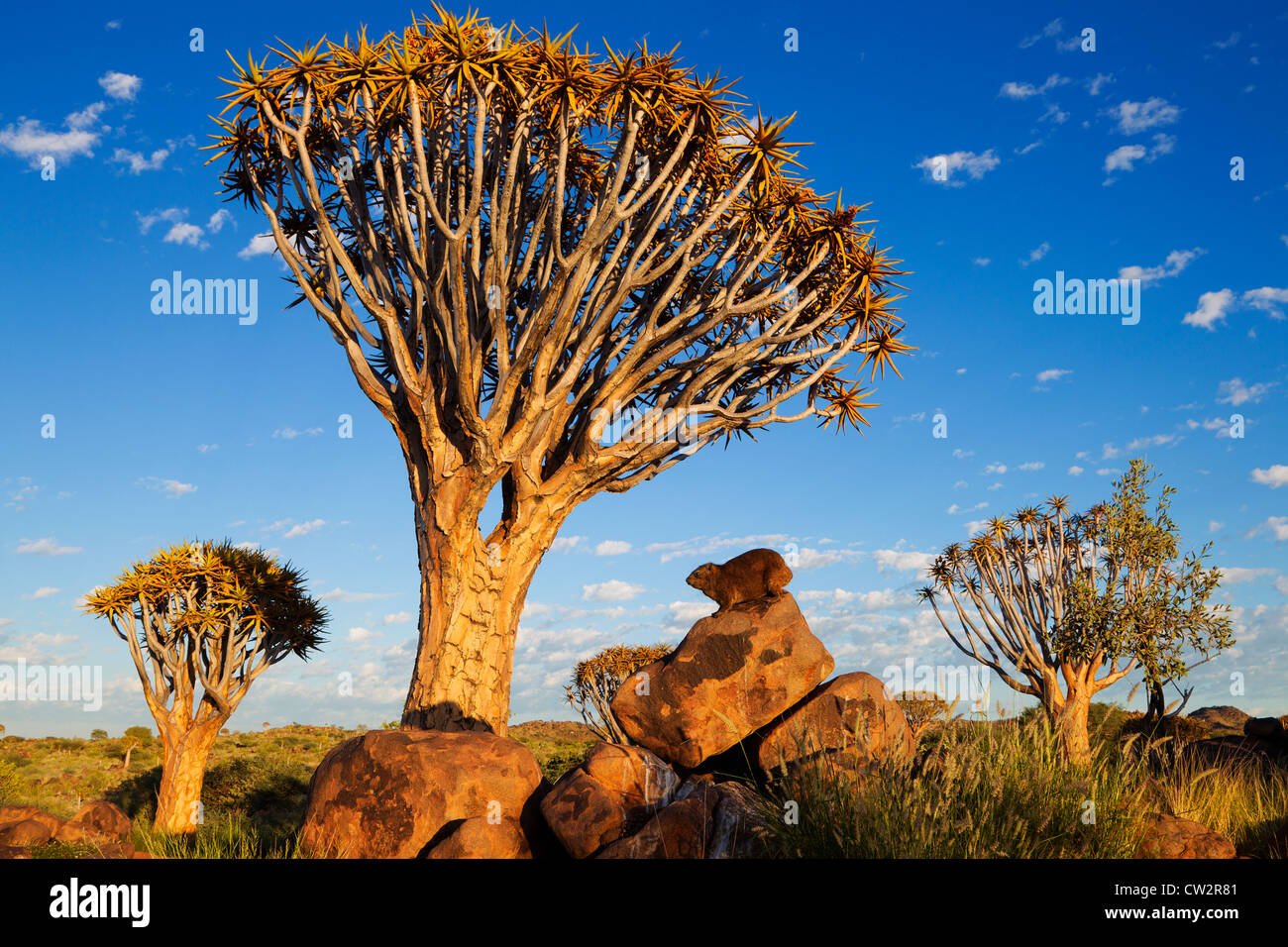 Rock Hyrax (Procavia capensis). Namibia Foto Stock