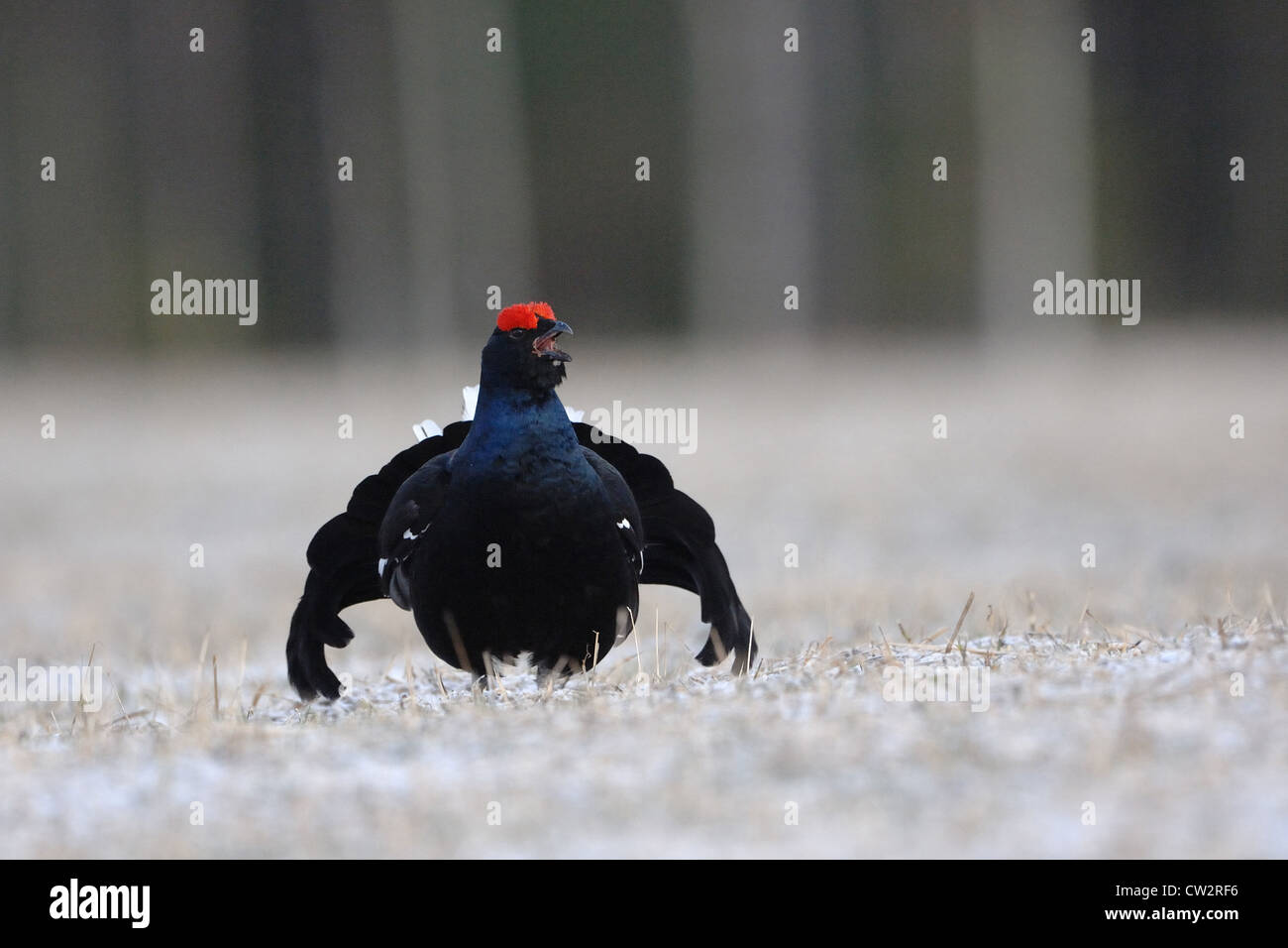 Forcelli (lyrurus tetrix, Tetrao tetrix), maschio visualizzazione nella zona lekking Foto Stock