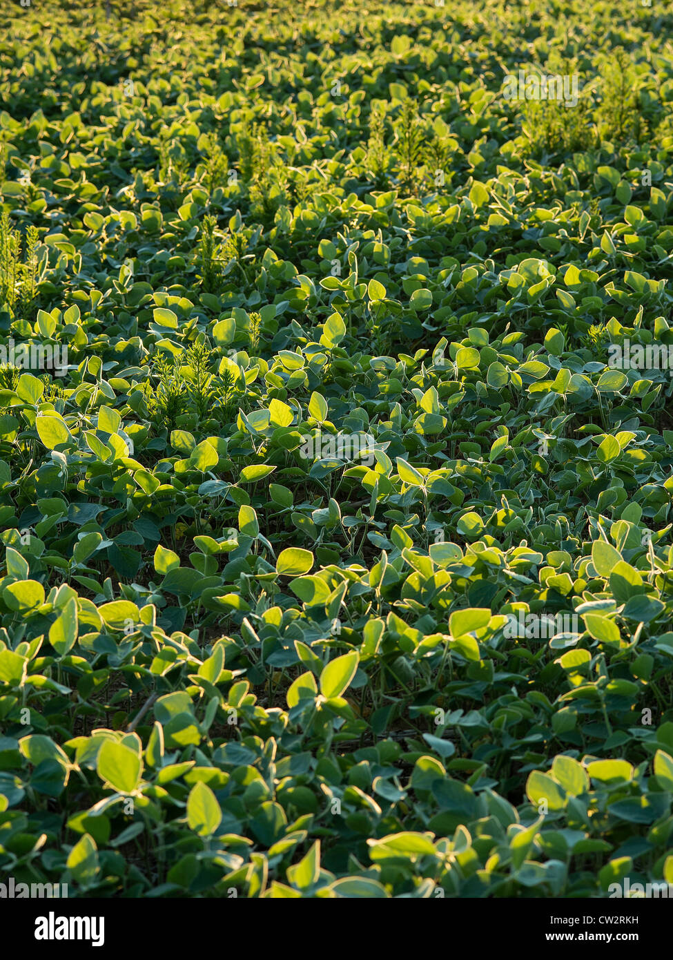 Il raccolto di soia, Glycine max, New Jersey, STATI UNITI D'AMERICA Foto Stock