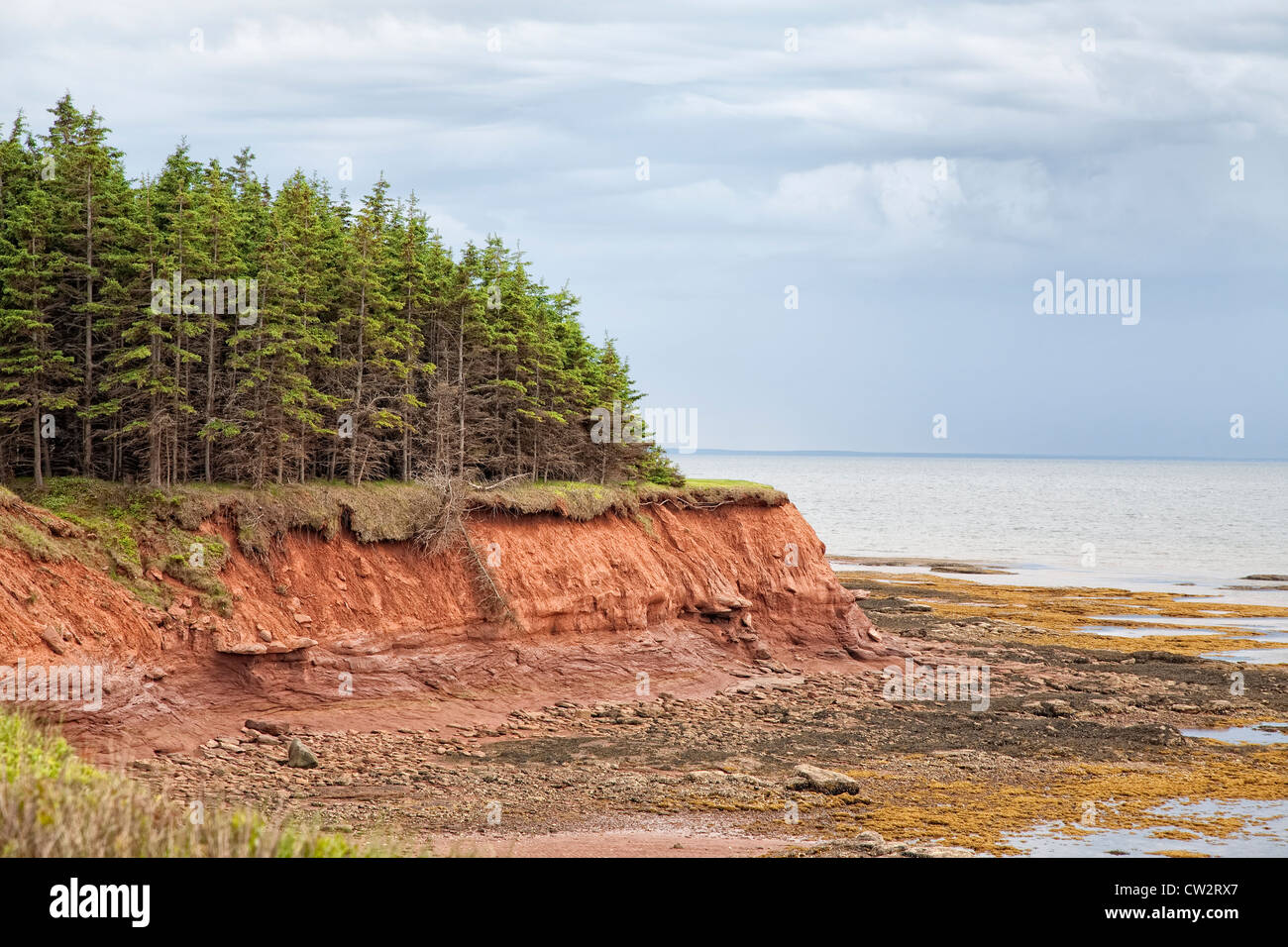 Rosso rupe di arenaria sormontato da abeti essendo erosa dagli elementi. Sul lato sud della rurale di Prince Edward Island, C Foto Stock