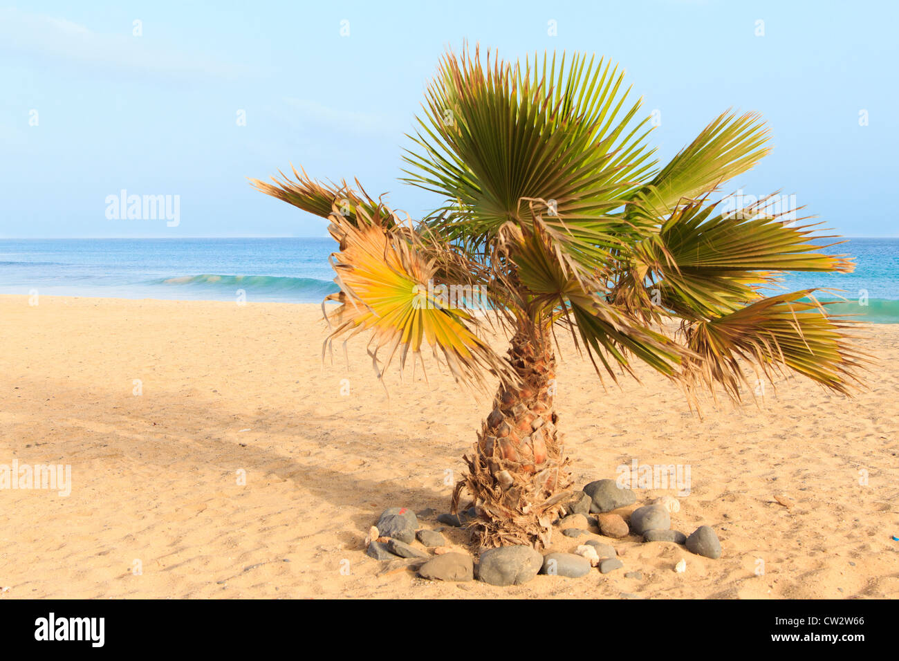 Palm e il mare Capo verde sal santa maria Foto Stock