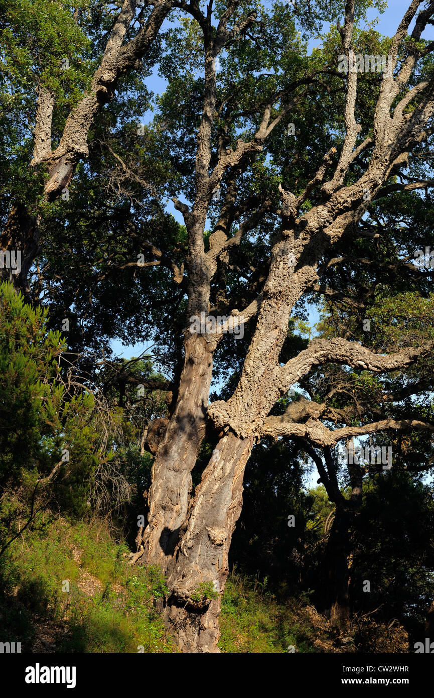 Cork Oak at Corniche de la Castagniccia, Corsica, Francia Foto Stock