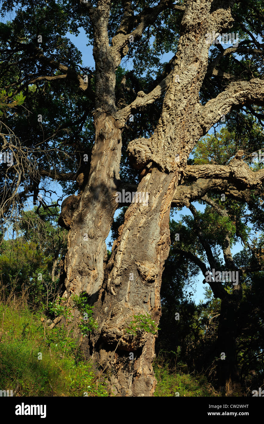 Cork Oak at Corniche de la Castagniccia, Corsica, Francia tree Foto Stock