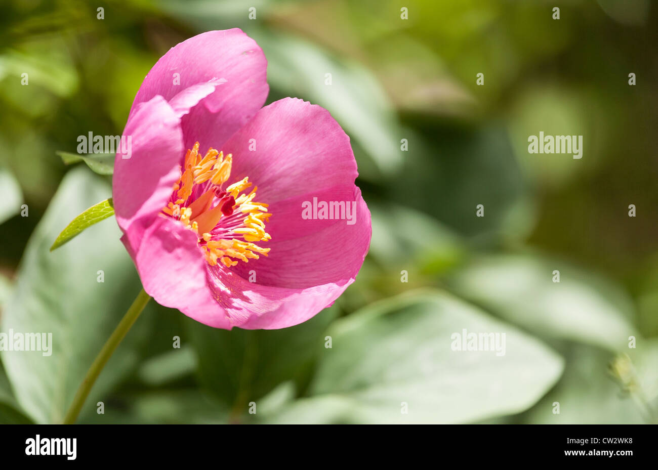 El Torcal de Antequera parco naturale, Andalusia Andalusia, Spagna, Europa. Di un bel colore rosa peonia rosa nella luce del sole. Foto Stock