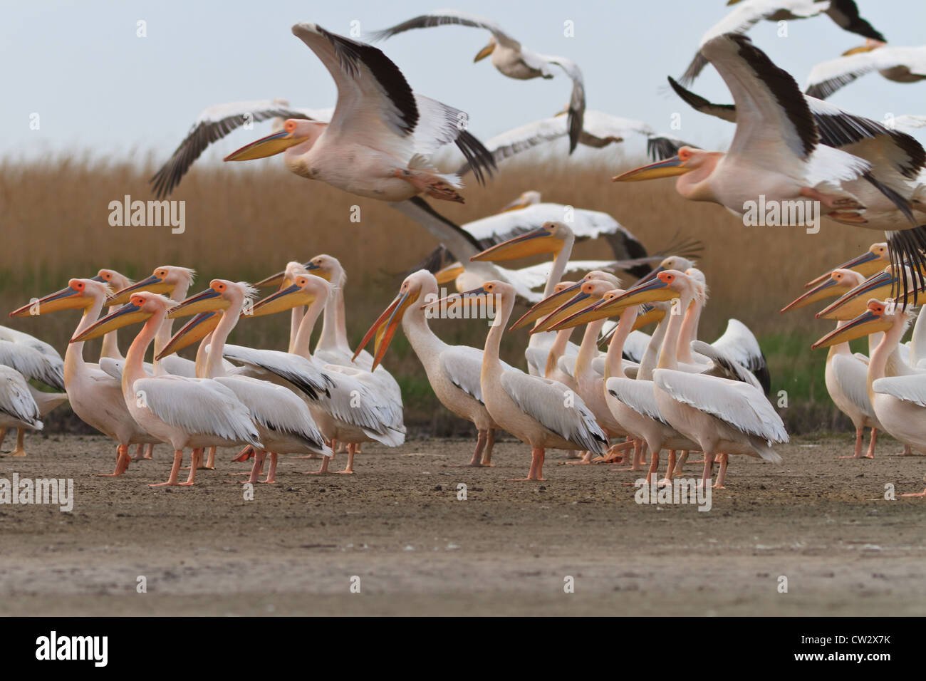 Pellicani nel Delta del Danubio Foto Stock