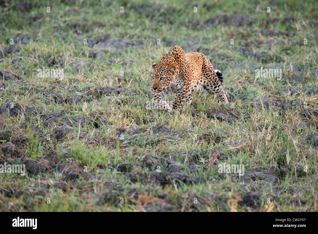 Leopard caccia Luangwa Valley Foto Stock