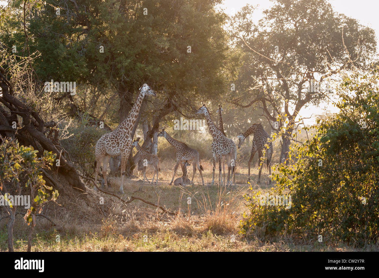 Giraffa Thornicraft Luangwa Valley Foto Stock