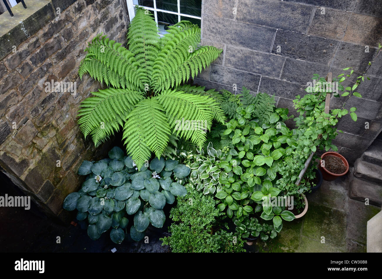 Una compatta seminterrato giardino nella zona nuova di Edinburgo. Foto Stock